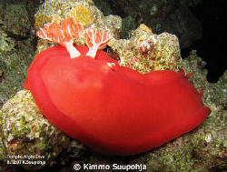 A Spanish Dancer by Kimmo Suupohja 